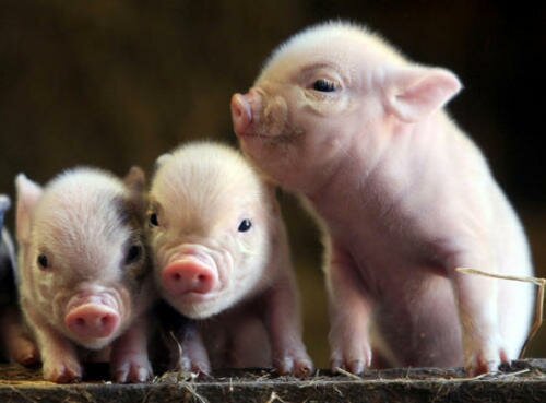Pig facts: baby pigs