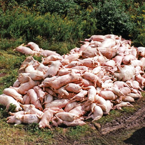 Pig facts: group of pigs