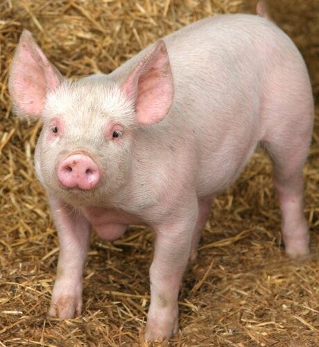 Pig facts: pink pig