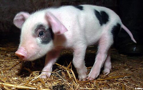 Pig facts: unique pig