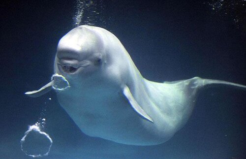 Beluga whale facts: beluga whale bubble