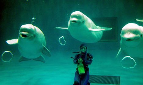 Beluga whale facts: group of Beluga Whale