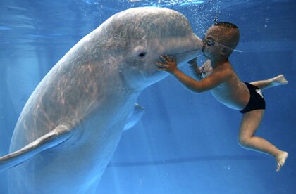 Beluga whale facts: kissing