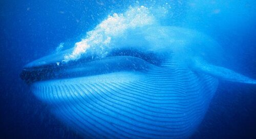 blue whale facts: big animal