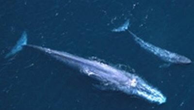 Blue whale facts: blue whale with baby