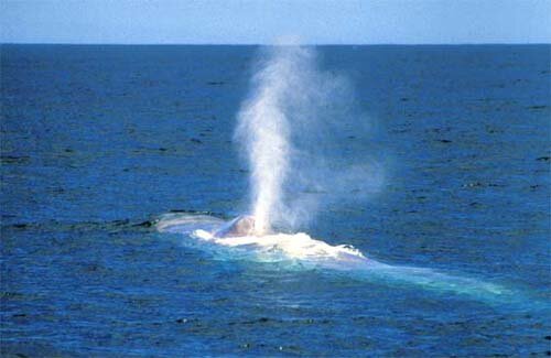 Blue whale facts: large blue whale