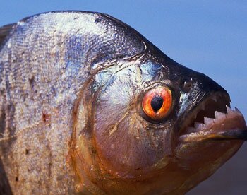 Facts about piranha: big piranha