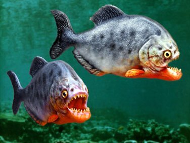 Facts about piranha: hungry piranha