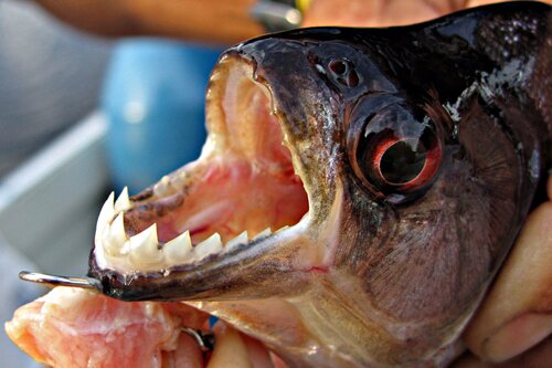 Facts about piranha: jaws
