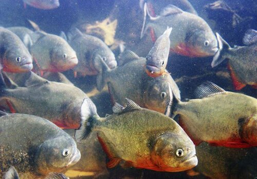 Facts about piranha: red bellied piranhas