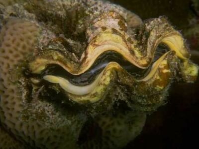 Mollusks facts: big mollusk