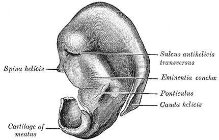 Skeletal system facts: external ear cartilage