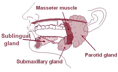 mouth facts: salivary glands