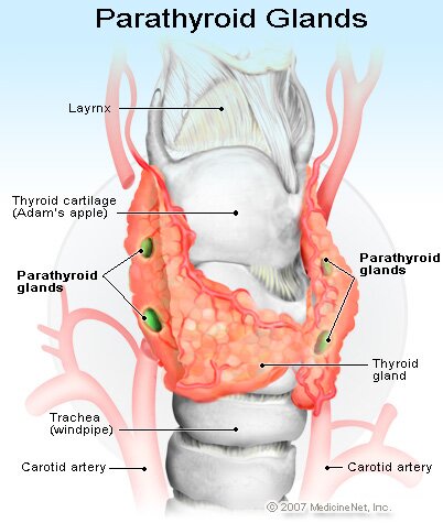 Calcium facts : parathyroid glands