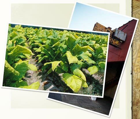South Carolina facts: Lake City tobacco market