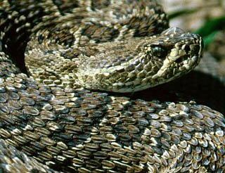 South Dakota facts: The Prairie Rattlesnake