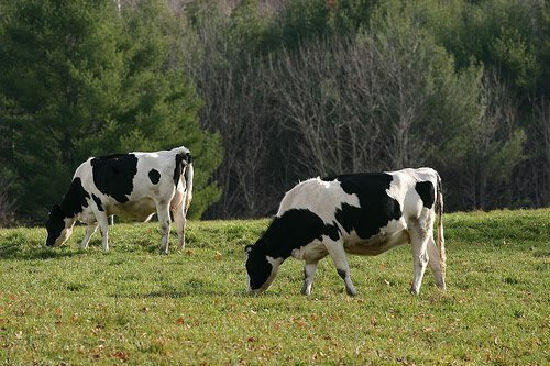 Vermont facts: Cow