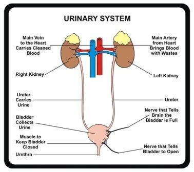 Facts about urinary system - Urinary system