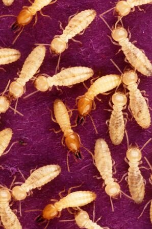Facts about termites - Termites