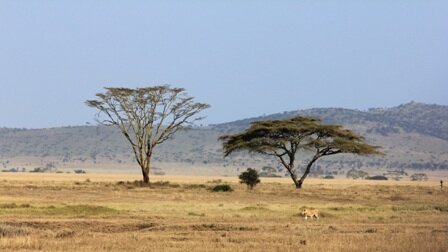 Facts about the African Savanna - Drought