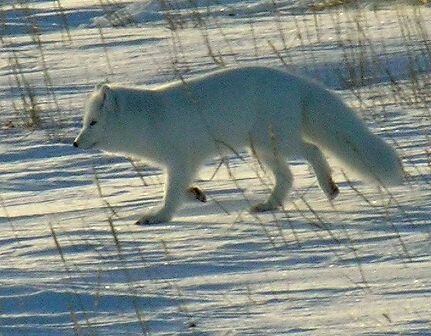 Facts about Arctic fox - Arctic fox