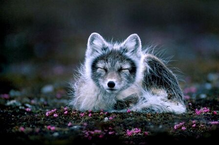 Facts about Arctic fox - In Svalbard, Norway