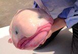 10 Interesting Facts about the Blobfish