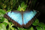 10 Interesting Facts about the Blue Morpho Butterfly