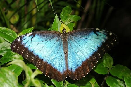 Facts about the Blue Morpho butterfly - Blue Morpho butterfly