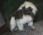 10 Interesting Facts about the Cotton-top Tamarin