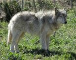 10 Interesting Facts about the Gray Wolf