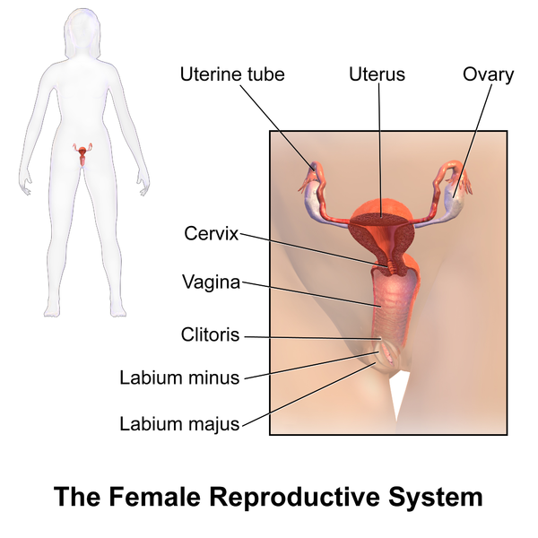 fun facts about the reproductive system
