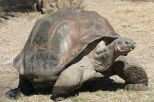 10 Interesting Facts about The Galapagos Tortoise