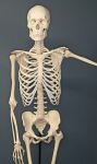 10 Interesting Facts about the Human Skeletal System