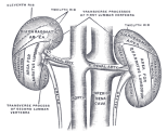 10 Interesting Facts about the Kidney