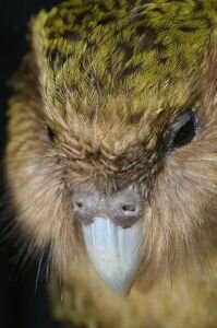 Facts 2 New Zealand Kakapo Felix