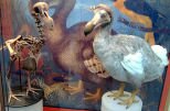 10 Interesting Facts about The Dodo Bird