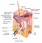 10 Interesting Facts about the Integumentary System