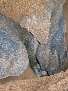 Facts 10 Leatherback Sea Turtle Save Eggs