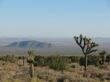 8 Interesting Facts about the Mojave Desert