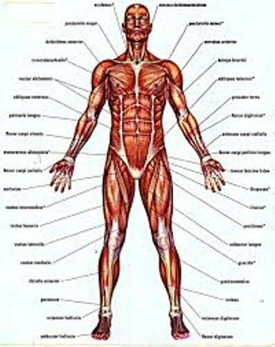 Facts about the Muscles