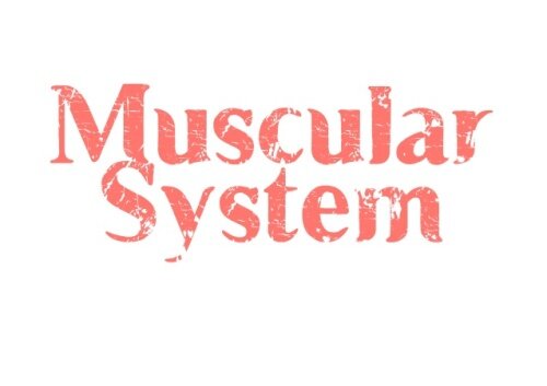 Facts about the Muscular System