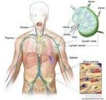 10 Interesting Facts about the Lymphatic System