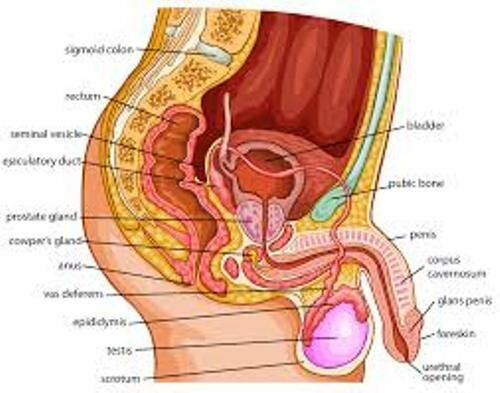 Male Reproductive System Facts