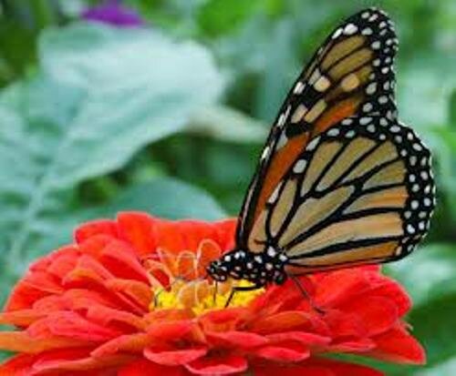 Monarch Butterfly Beauty