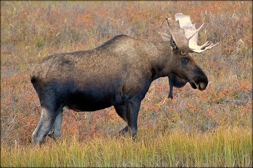 Moose Pictures