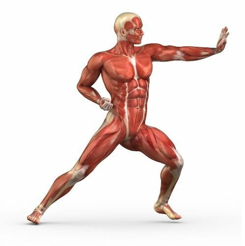 Muscular System Image