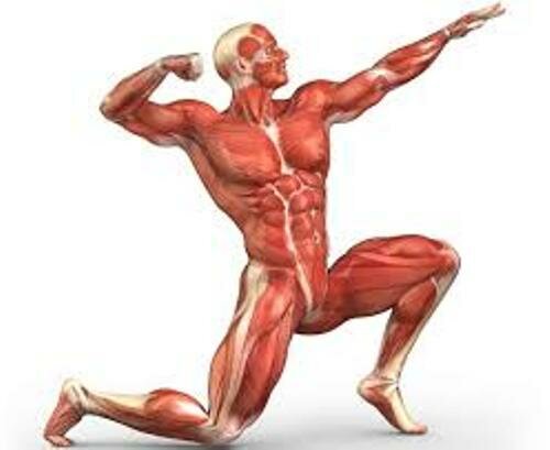 Muscular System Pose