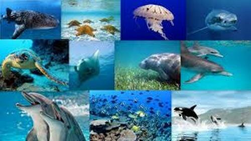 The Marine Biome Animals