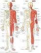 10 Interesting Facts about the Musculoskeletal System